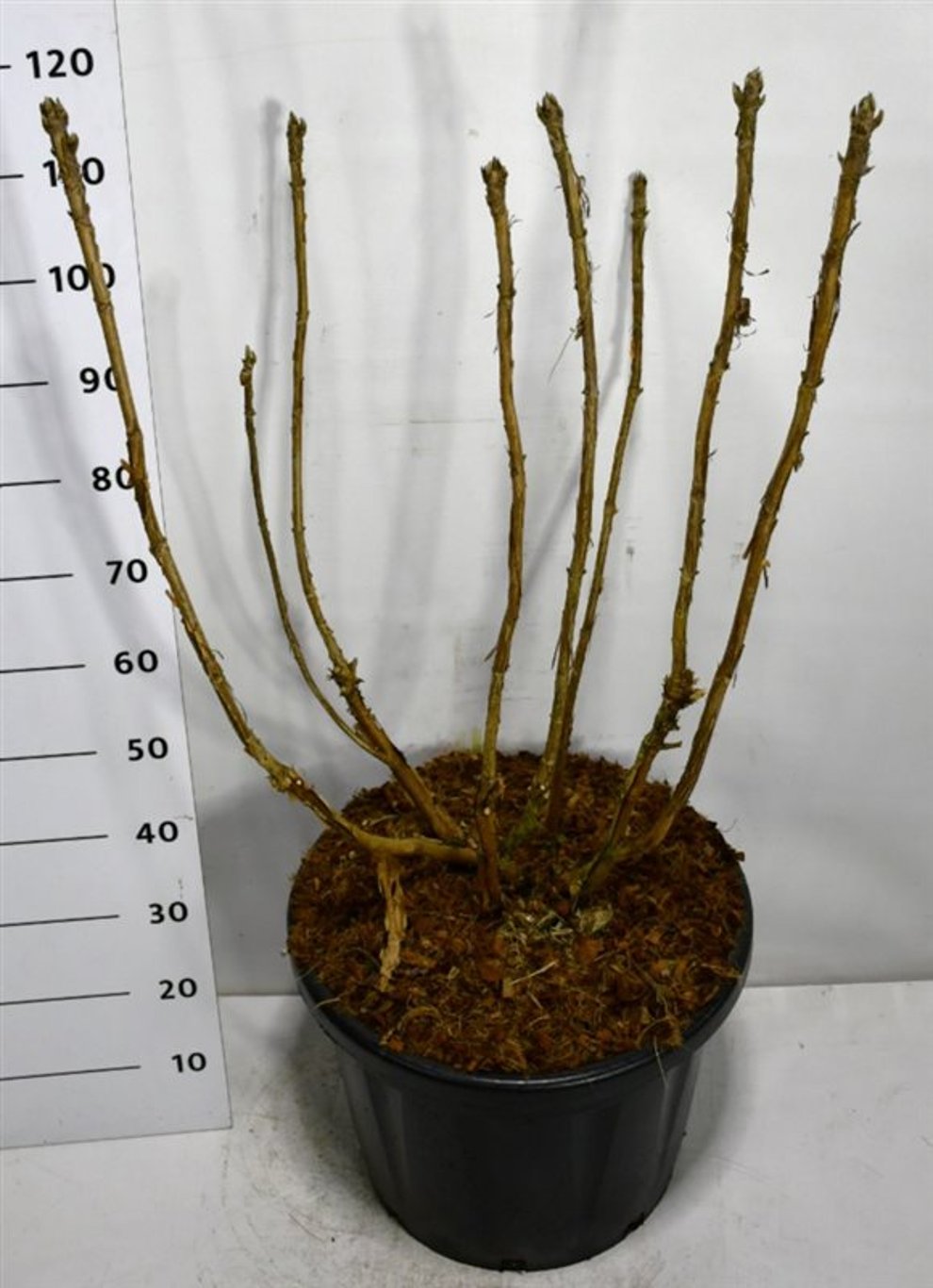 Hydrangea asp. sargentiana - C45 100-125 CM